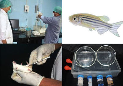 Pharmacological, Toxicity Testing and Supply of Laboratory Animals
